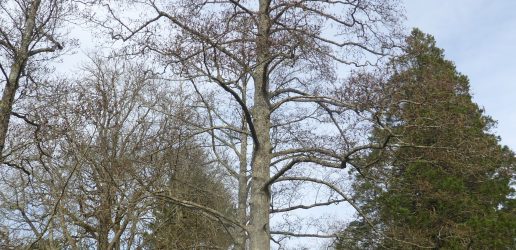 Mature grey alder in winter. Alice Holt Lodge, Hampshire, England.