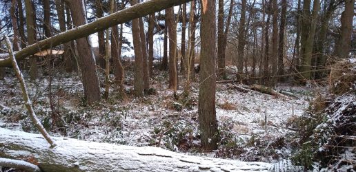 Windblow and wind snap in a snowy woodland.