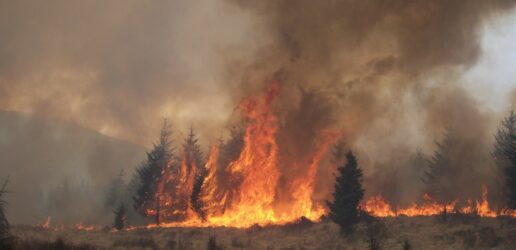 Wildfire in a coniferous woodland on heathland.