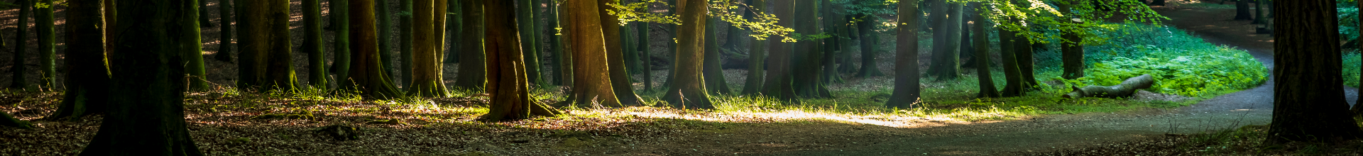 Forestry Banner Structure and Governance
