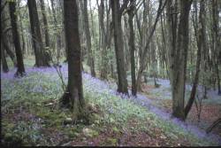 henv_welshbury_40408.jpg