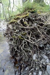 Alder roots 1019697big.width-500.jpg