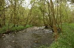 Alder trees by stream 2 1041104.012big.width-500.jpg