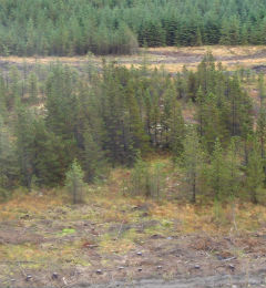 Tywi_valley_bog_edge_woodland.jpg
