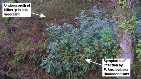 P kernoviae Pic 3 symptoms on rhodie