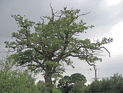 oakdecline_warwickshire_2008.jpg