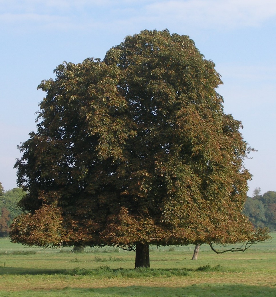 HC tree with HCLM damage in lower canopy FR Nigel Straw.jpg