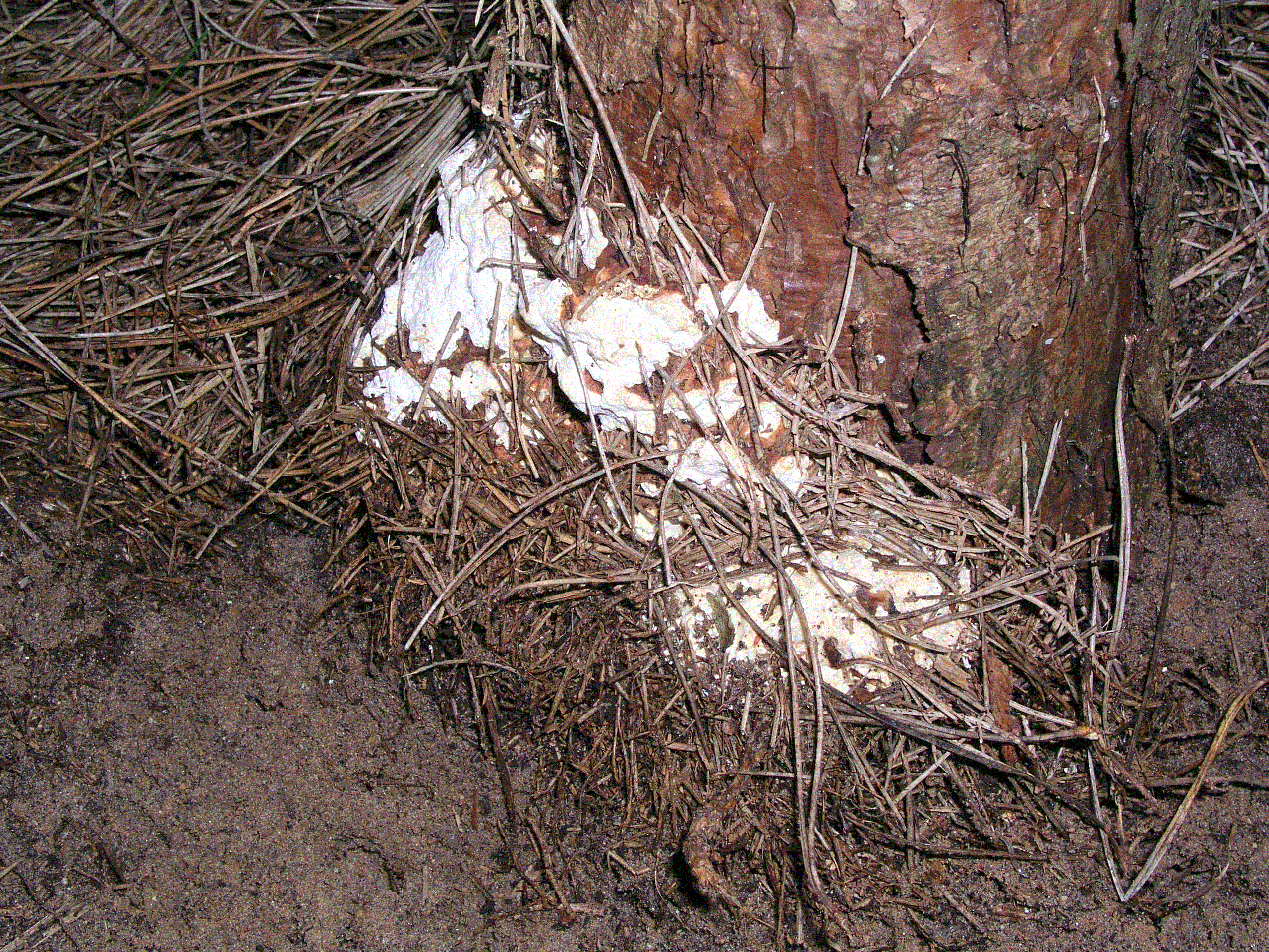 H5 corsican pine with H annosum.gif