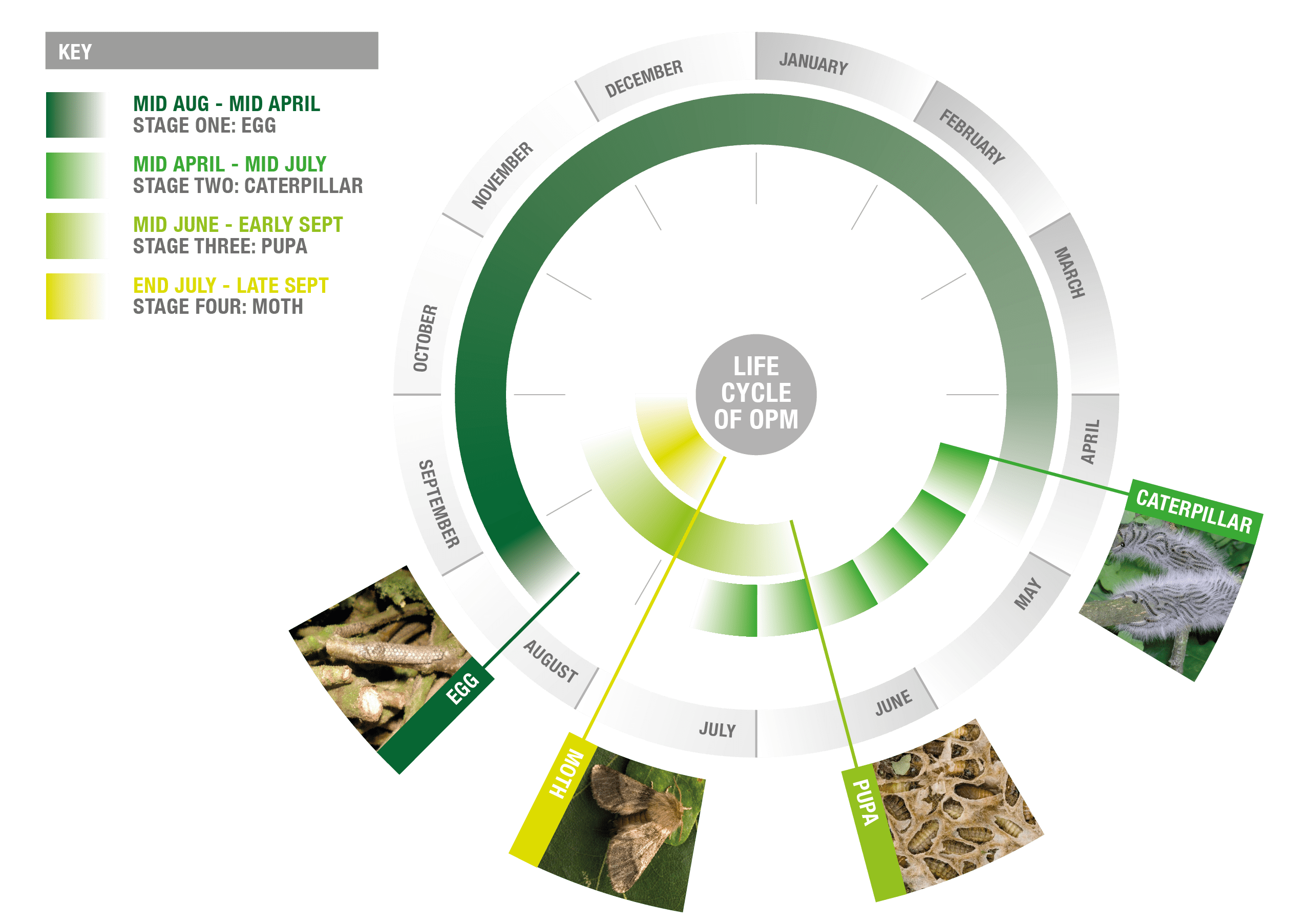 Circular diagram illustrating the stages of the life cycle of the oak processionary moth (OPM).