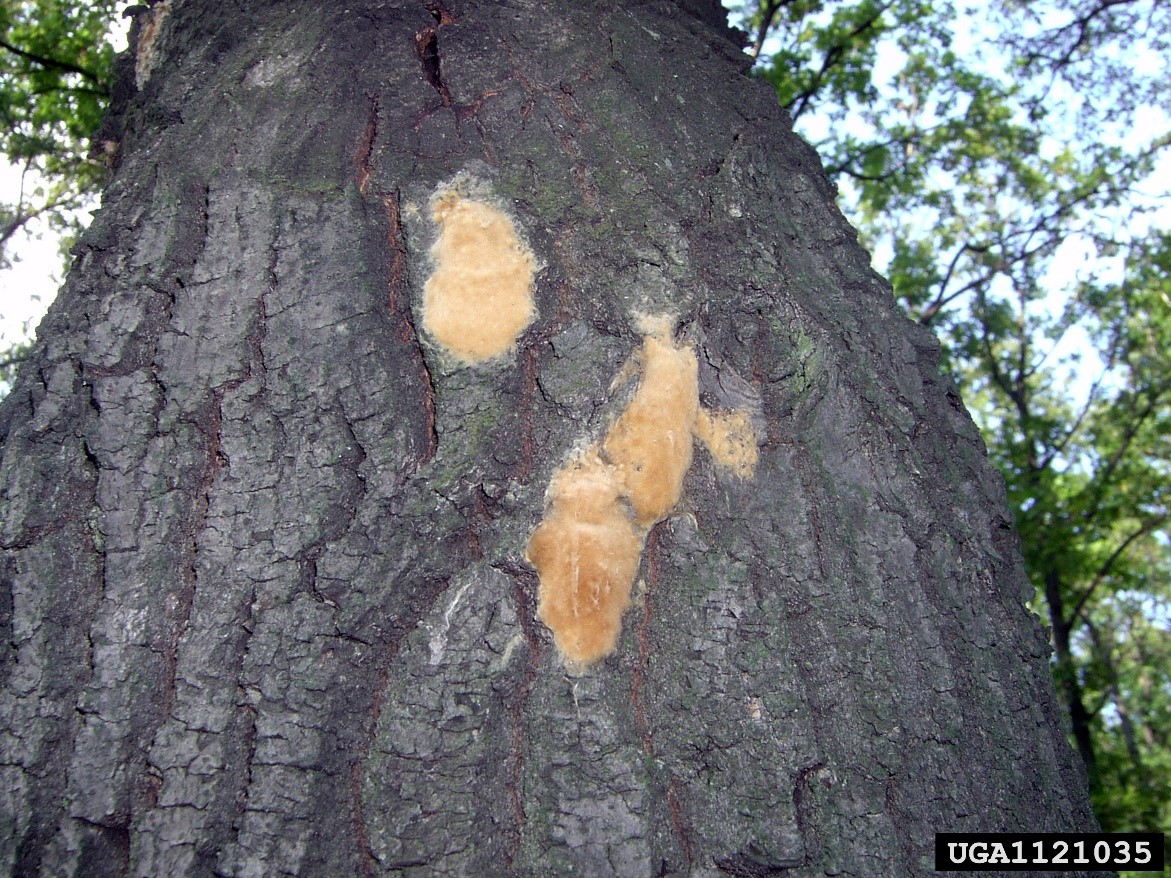 Gypsy moth egg mass