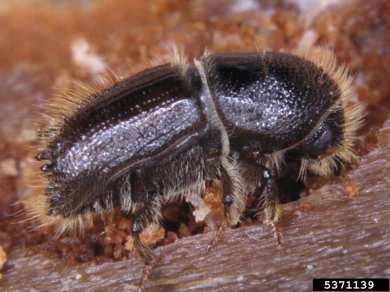 Ips typographus adult with frass