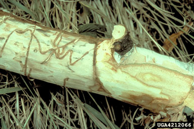 BBB galleries, Minnesota Dept Natl Resources, Bugwood.org.jpg