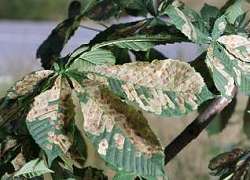 Cameraria_leaf_smaller.jpg