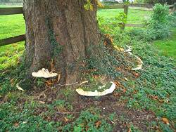 hcbc_ganoderma.jpg