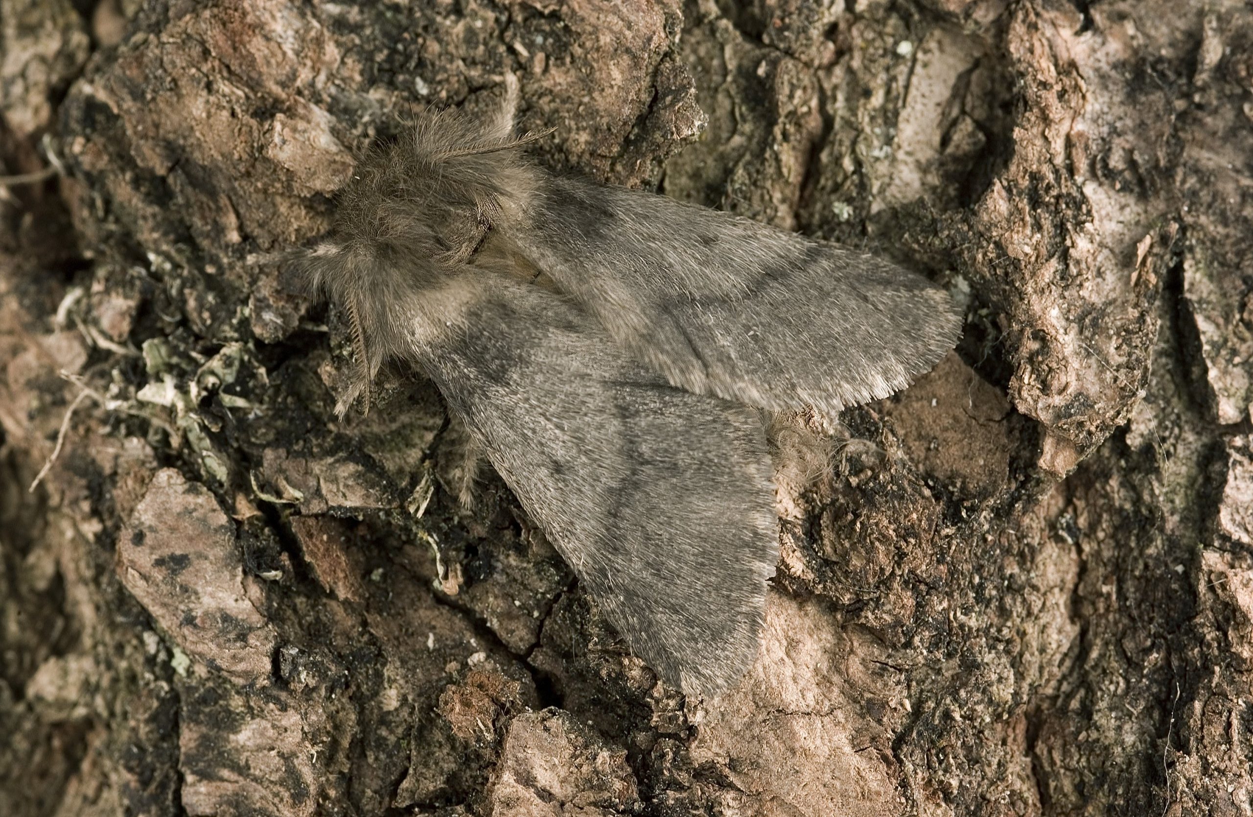 OPM Moth George Gate FR.jpg