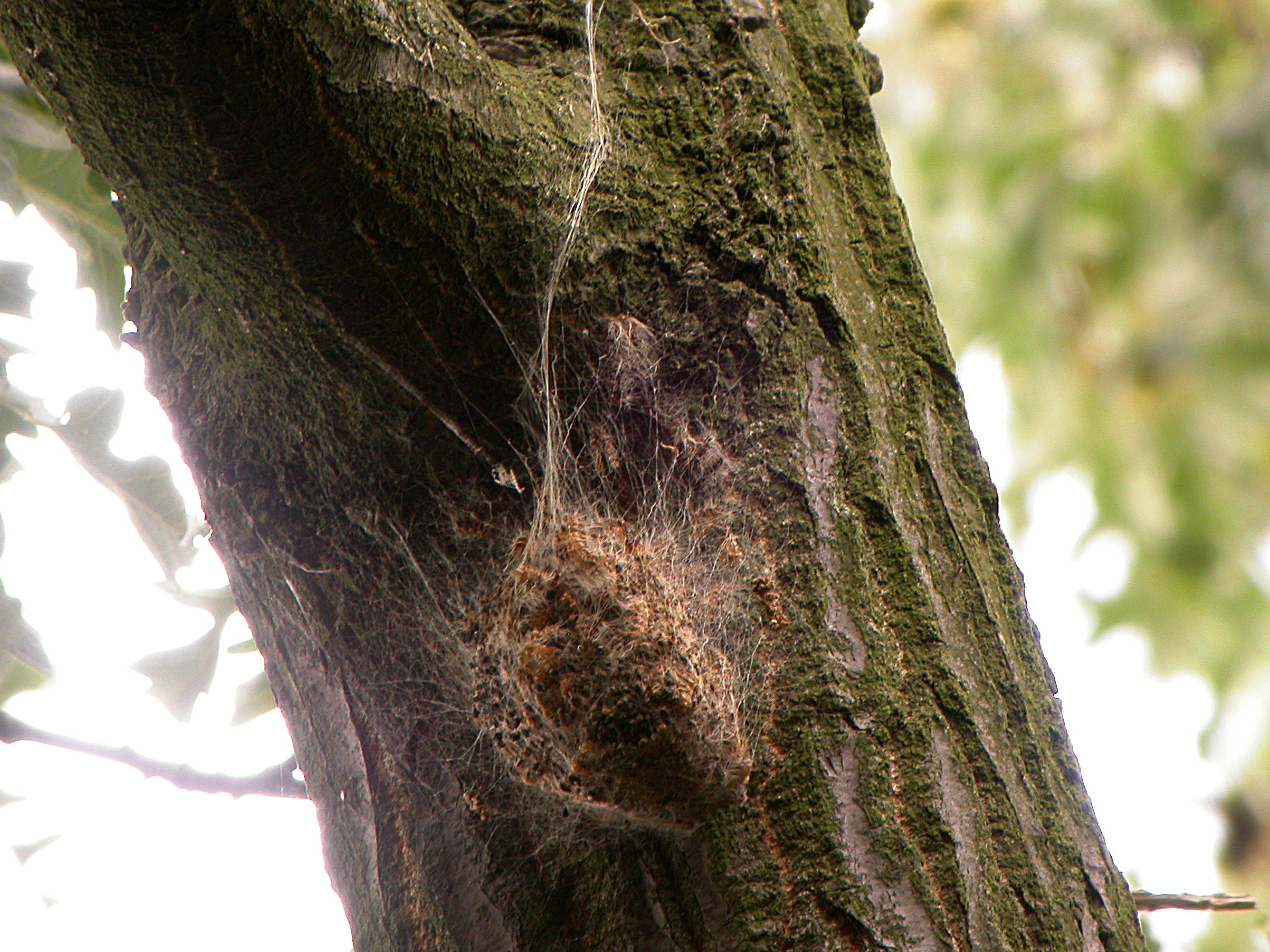 OPM nest discoloured Ralph parks.jpg