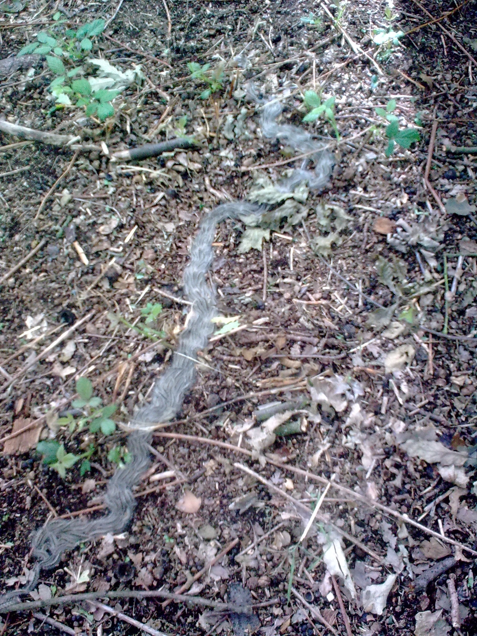 A procession of OPM caterpillars snaking across the ground in an oak woodland. (Photo: M Townsend)