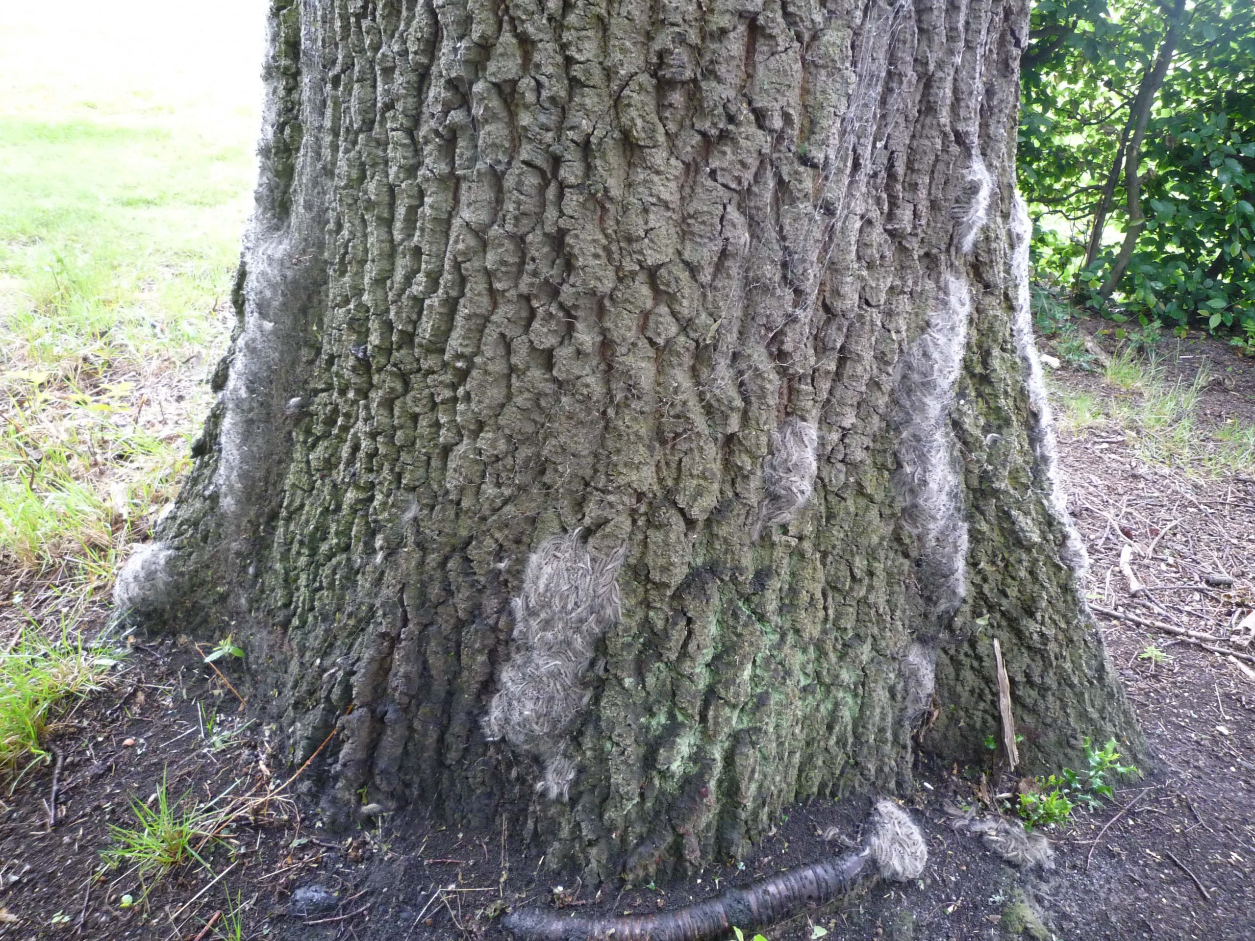 Pic - OPM nests around base of oak tree Crown Copyright.jpg
