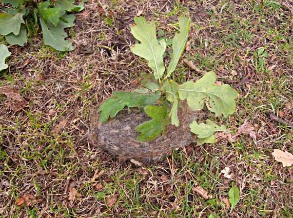 OPM nest on ground 1.jpg
