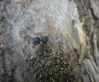 Carcelia iliaca predating a live OPM nest