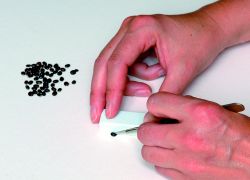 Image of seed germination pre-treatment by chipping.
