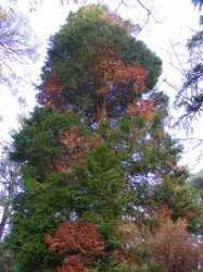 Pic P. lateralis-infected tree.jpg