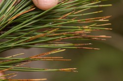 Dothistroma 2000288big.jpg
