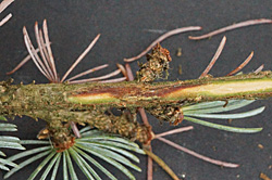 FR_sirococcus_Figure2.jpg