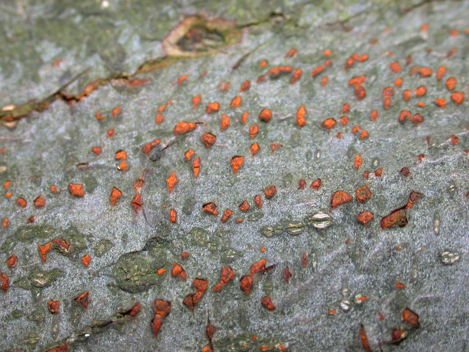 C. parasitica fruiting bodies close-up D Rigling.jpg