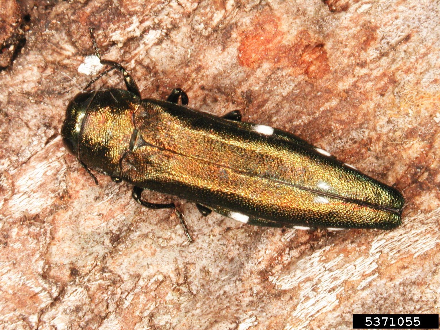 Two-spotted oak buprestid Agrilus biguttatus, Gyorgy Csoka, Hungary FRI, Bugwood.jpg
