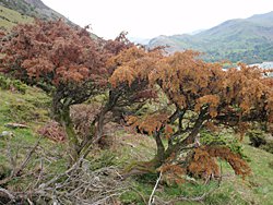 Pic P austrocedri browning FR_juniper_phyto_2015.width-500.jpg