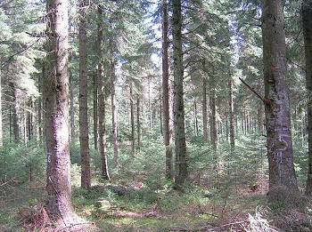 ccfrf_clocaenog_03.jpg