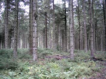 ccfrf_clocaenog_04.jpg
