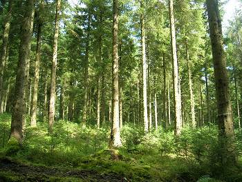ccfrf_clocaenog_05.jpg