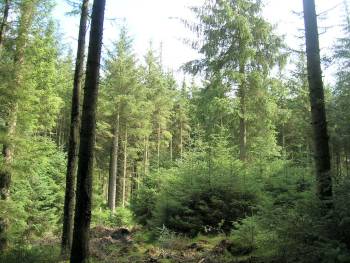 ccfrf_clocaenog_06.jpg