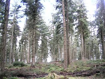 ccfrf_clocaenog_07.jpg
