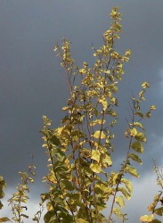 Elm yellows 1