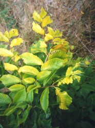 Elm yellows 2