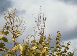 ELm yellows 3