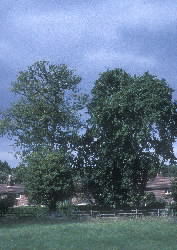 41723big.jpg