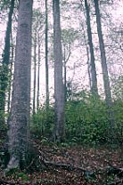 assl_41271.jpg