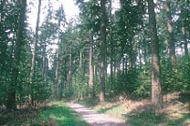 assl_41274.jpg