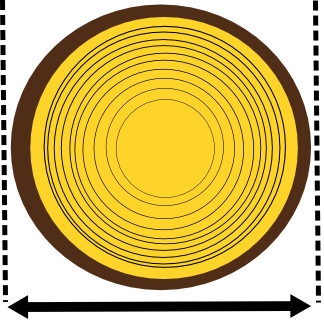 Diameter of trunk.jpg