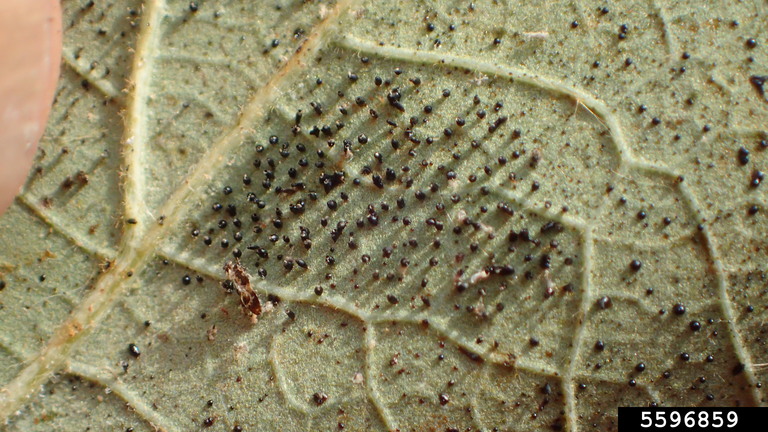 Oak lace bug eggs, Whitney Cranshaw, Colorado State Uni, Bugwood.jpg