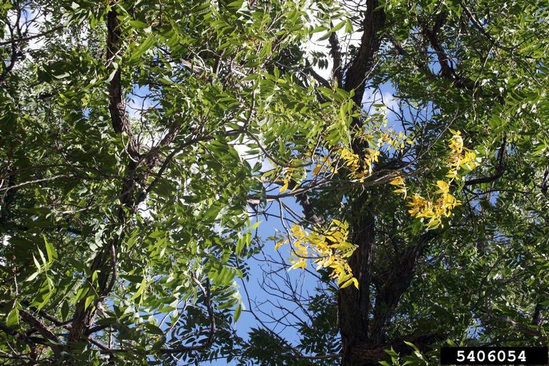 1000 cankers, twig dieback, Whitney Cranshaw, Colorado State Uni, Bugwood.jpg