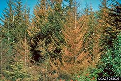 Discolouration by black-headed budworm