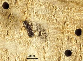 oak_pinhole_borer.jpg