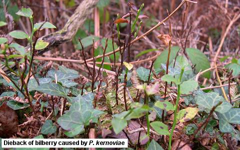 bilberry_dieback_01.jpg