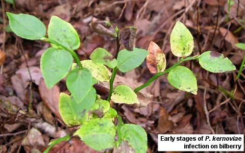 bilberry_dieback_02.jpg