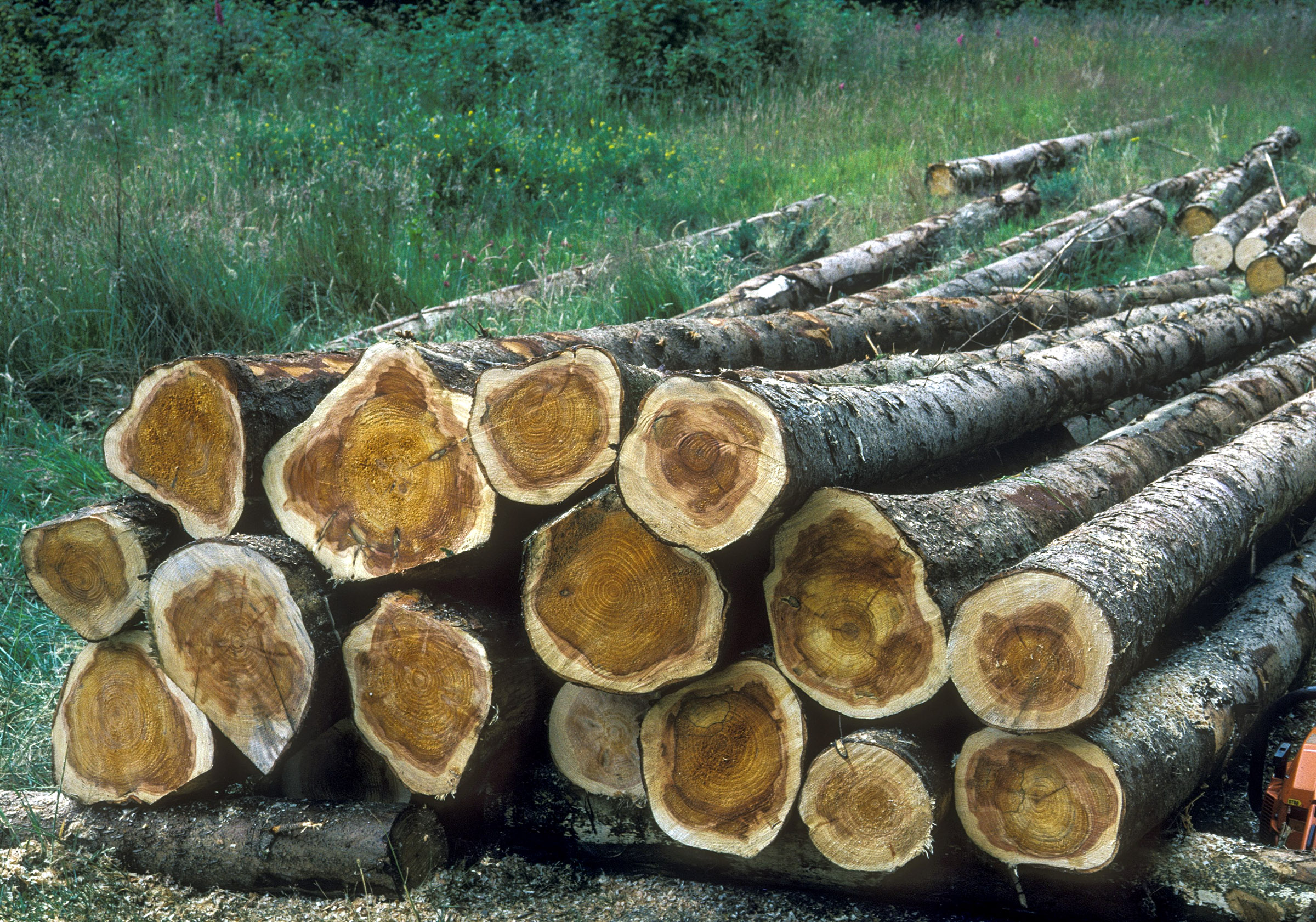root pathogens
